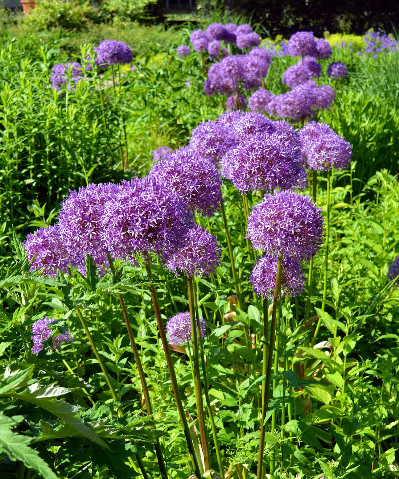 Allium Giganteum Flower Bulbs - Perfect Little Purple Florets That Create a Large Round Ball - Includes 3 Flower Bulbs