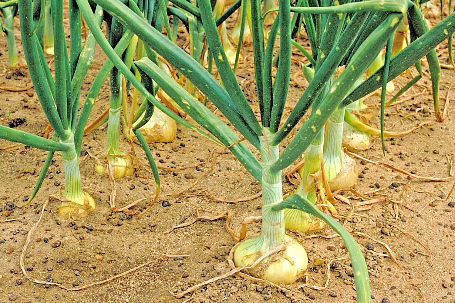 Vidalia Sweet Onion Seeds Organic Non-GMO 110/170 Days Spring/Fall Garden rsc2a1r (200+ Seeds)