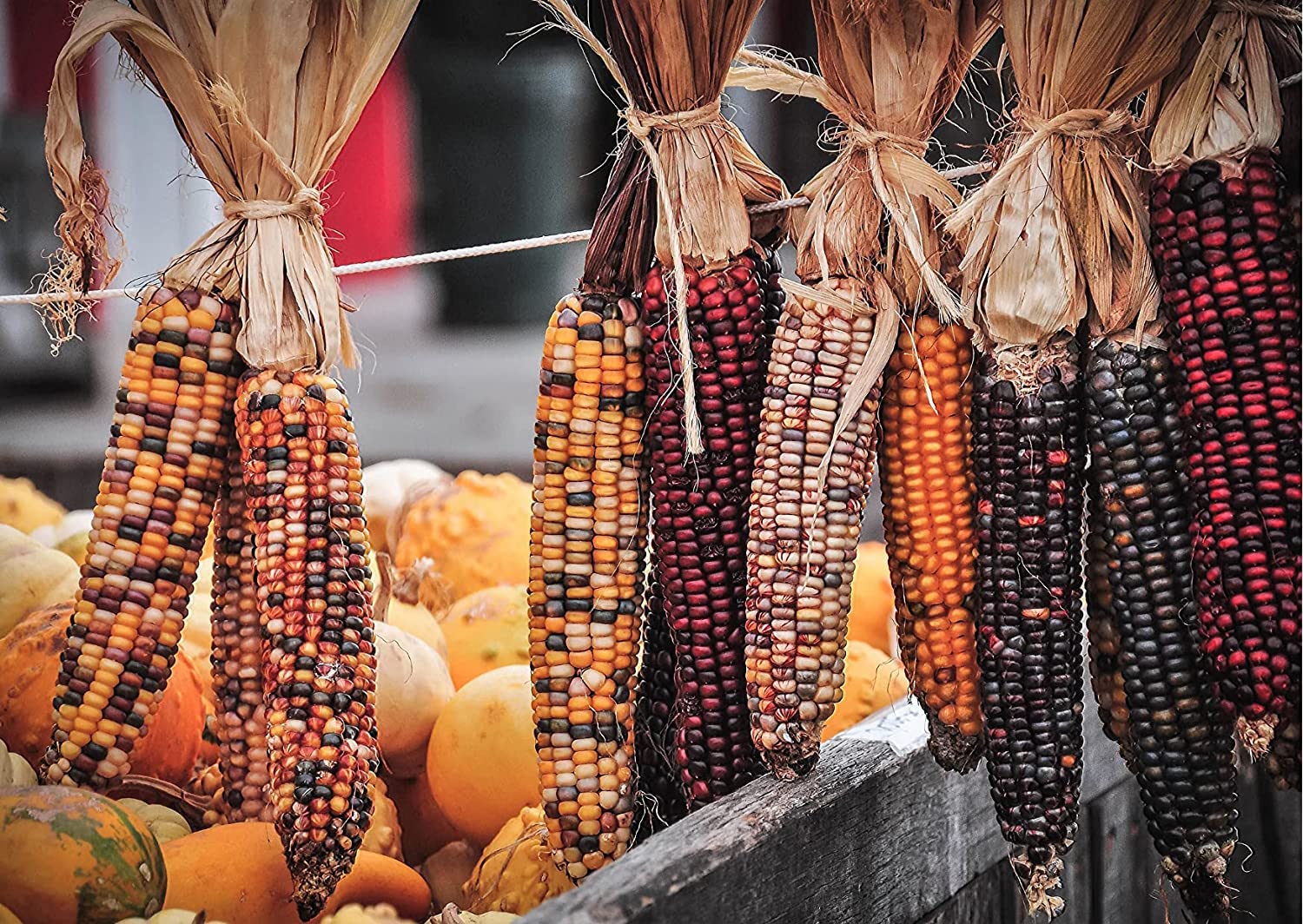 Mountain Indian Corn Seeds for Planting - 100 Seeds to Grow