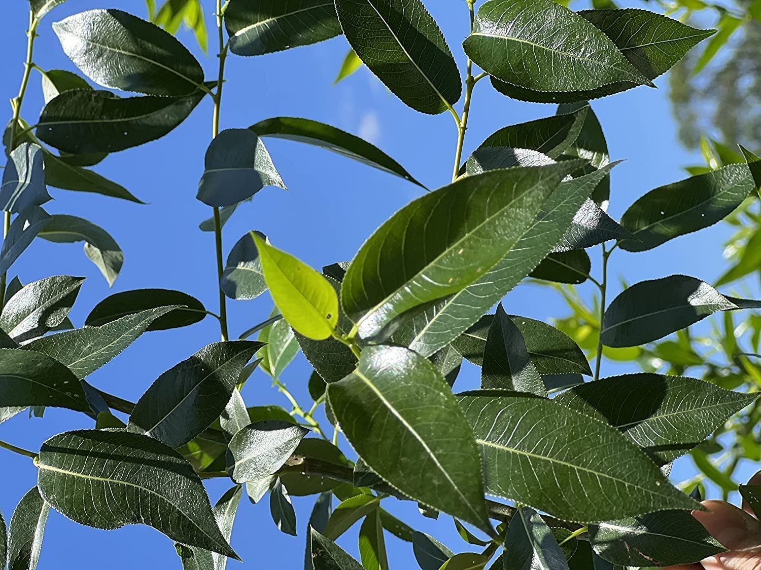 Peach Leaf Willow Cuttings to Grow - Rare Bay Leaf Willow Trees - Fast Growing Trees