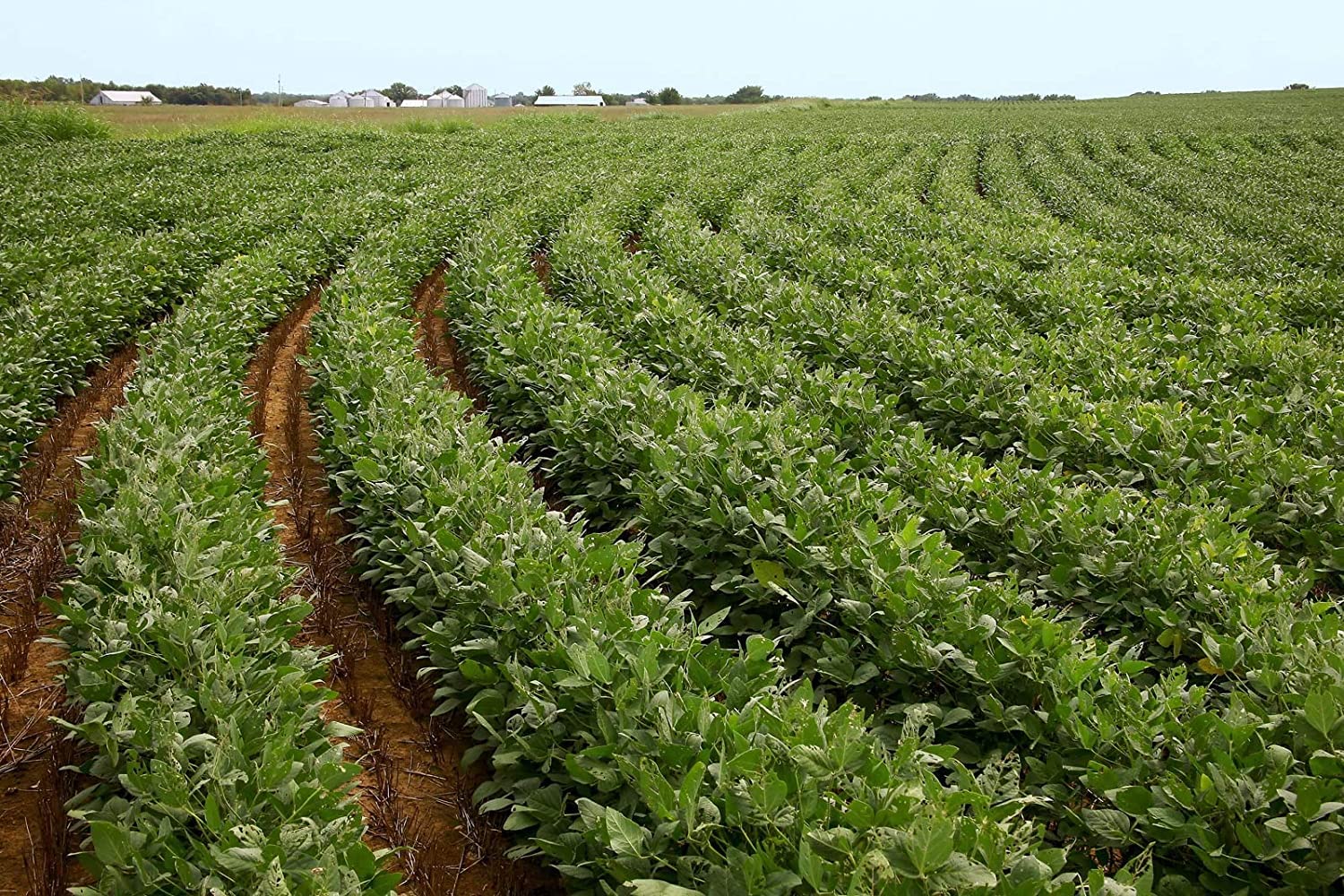 Soybean Seeds