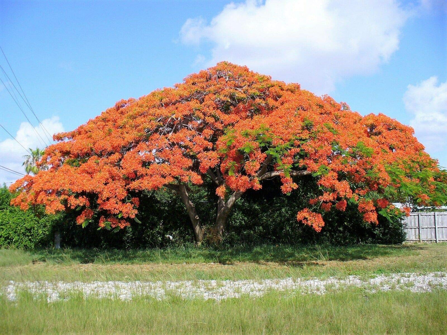 Royal Poinciana Tree Delonix Regia Aka Red Flame Flamboyant Tree Flower Jocad (10 Seeds)