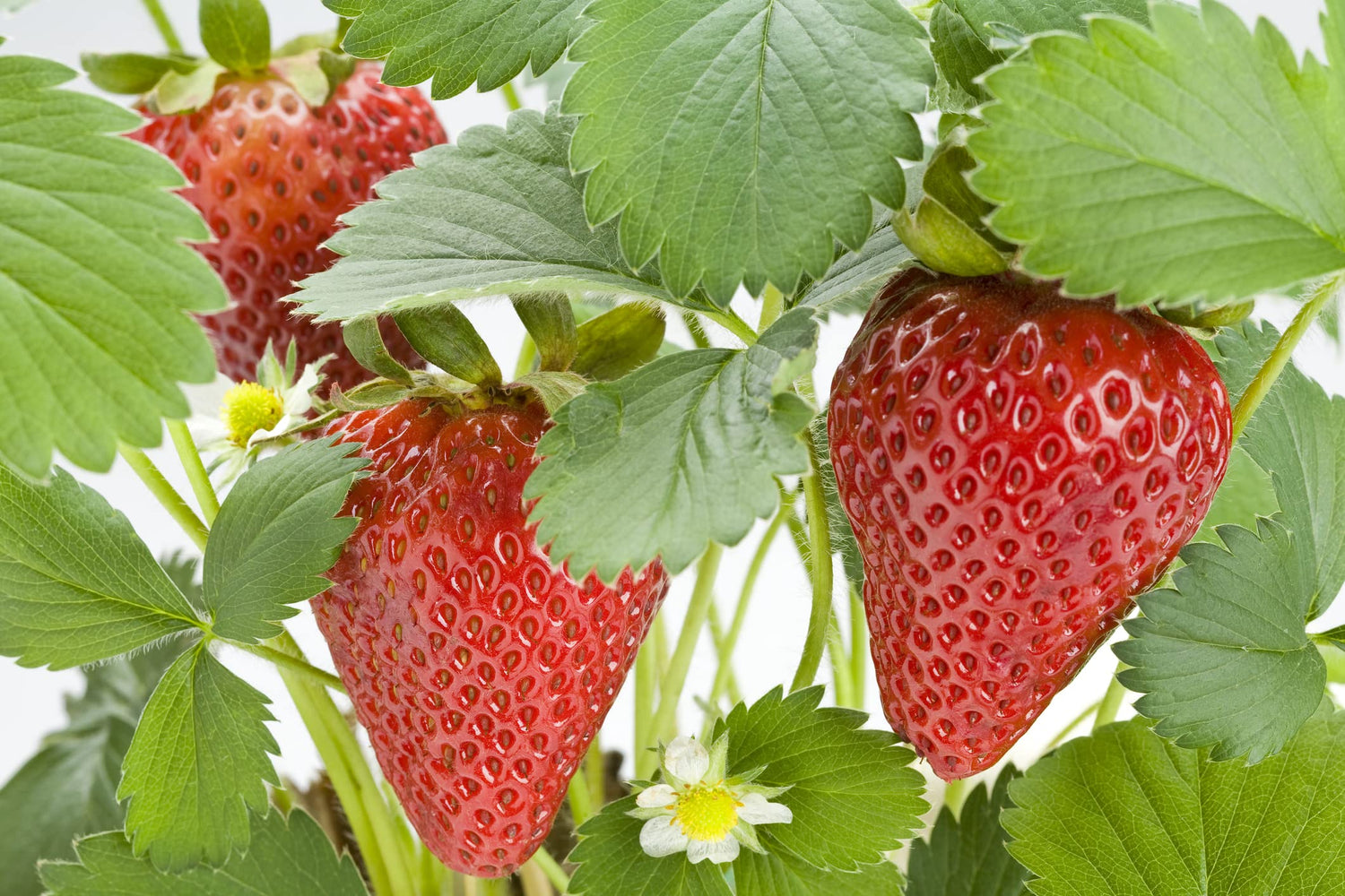 Albion Everbearing Strawberry Plants - Fruit Very Firm, Sweet, High Yields Can Not Ship to California.
