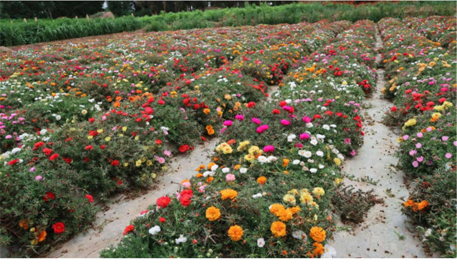 zellajake Rare Flower Seeds Portulaca Moss Rose Happy Trails Ground Cover Plant Seed Mix 2000+ Seeds