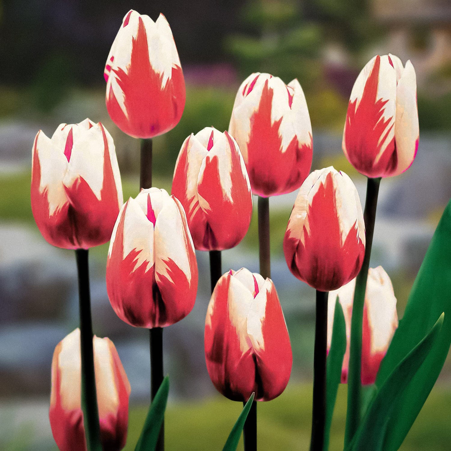 Flower Bulbs