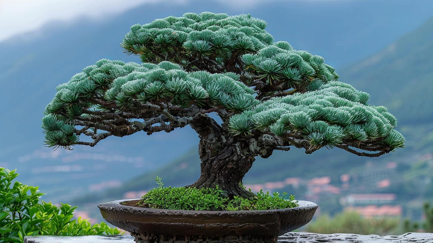 Black Pine Bonsai Tree Seeds for Planting (30 Seeds)