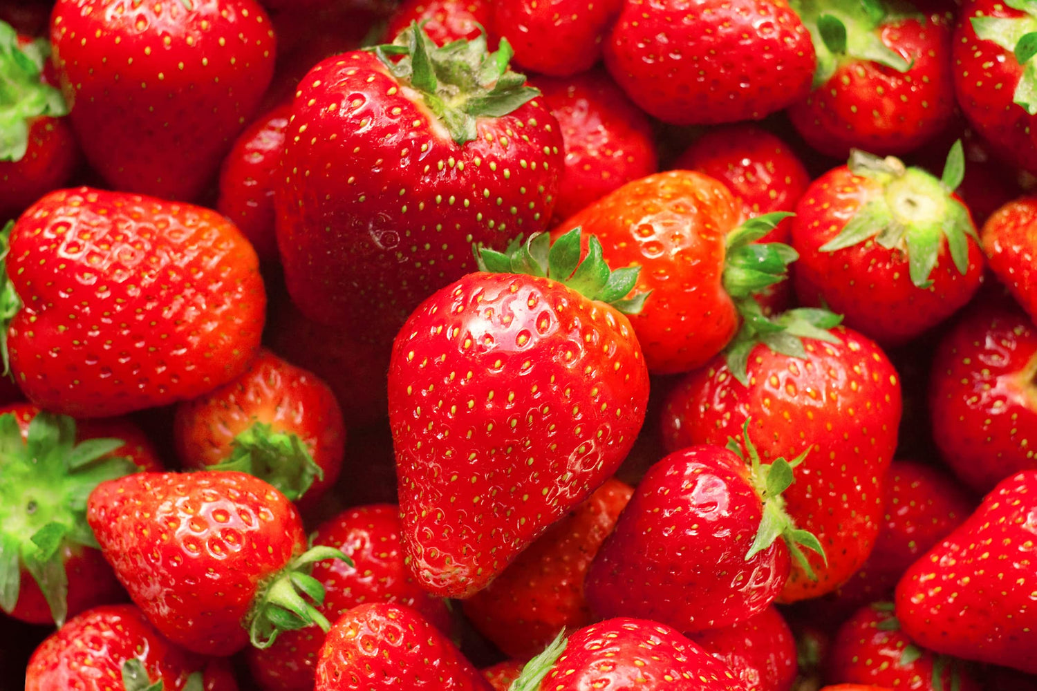 Albion Everbearing Strawberry Plants - Fruit Very Firm, Sweet, High Yields Can Not Ship to California.