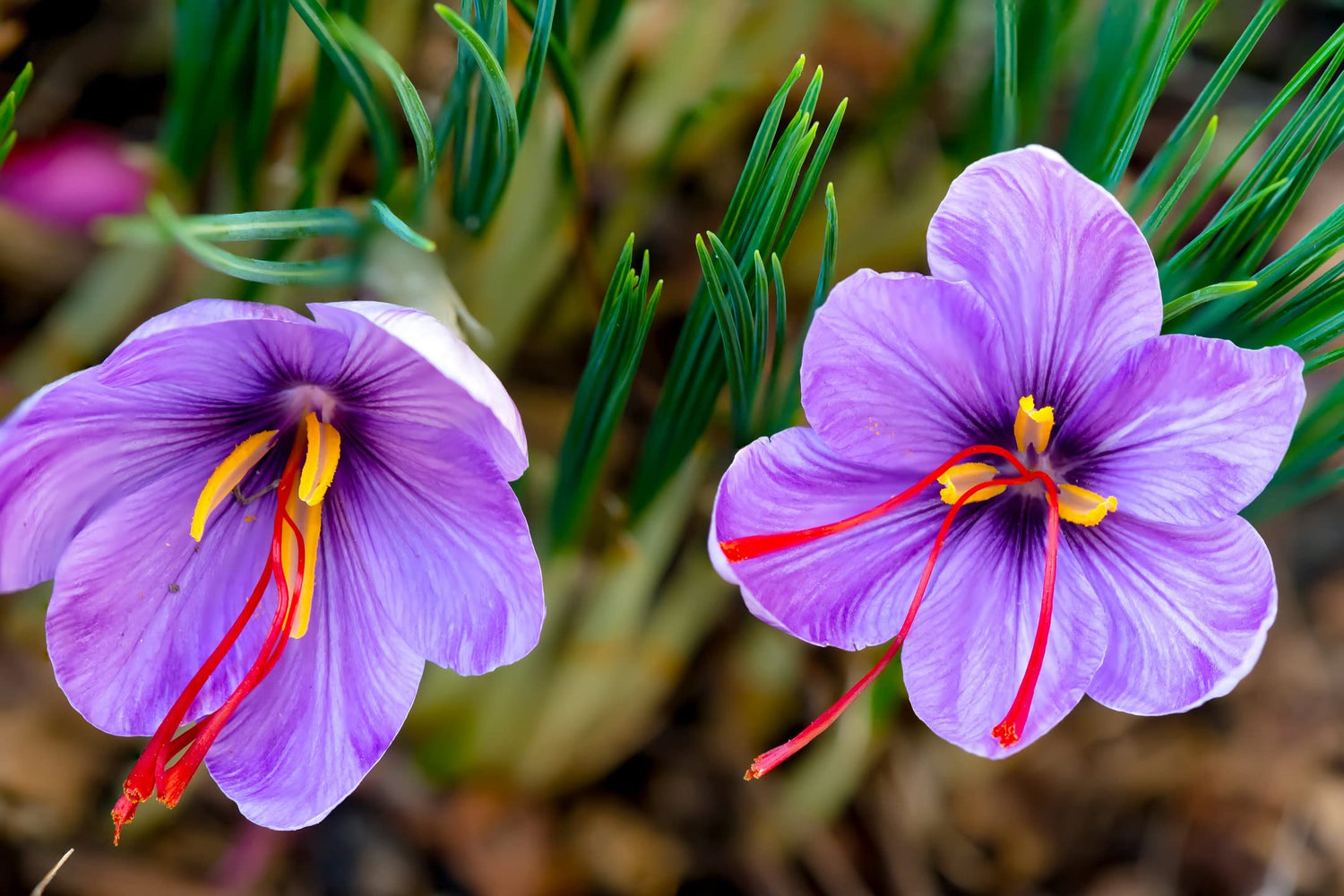 10 Saffron Crocus Bulbs for Planting - Crocus Sativus Bulbs