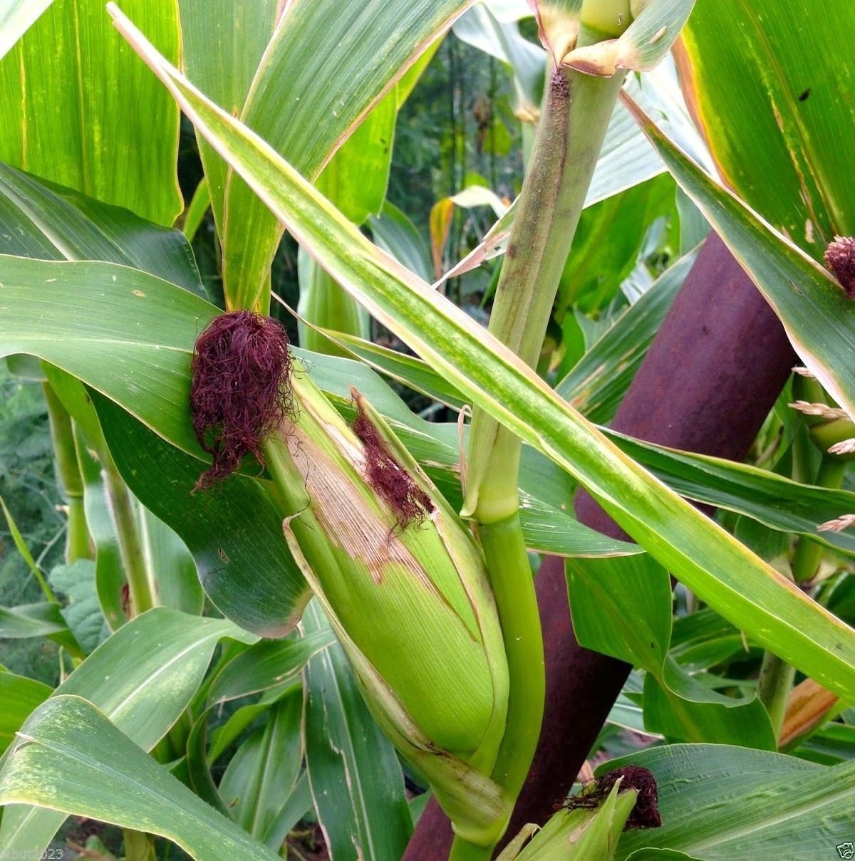 Strawberry Popcorn Corn Seeds - Grow Your own popcorn-Ornamental and Edible.(100 Seeds)