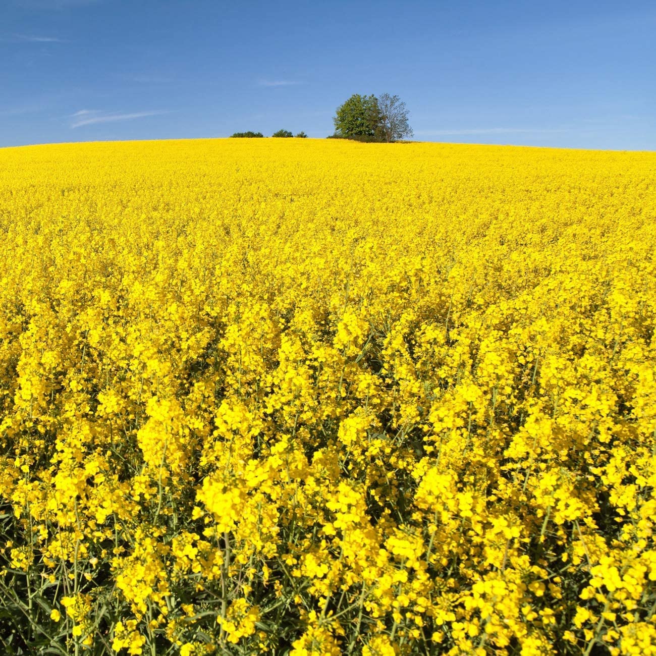 Brassica Dwarf Essex Forage Rape Seed for Food Plots & Cover Crops