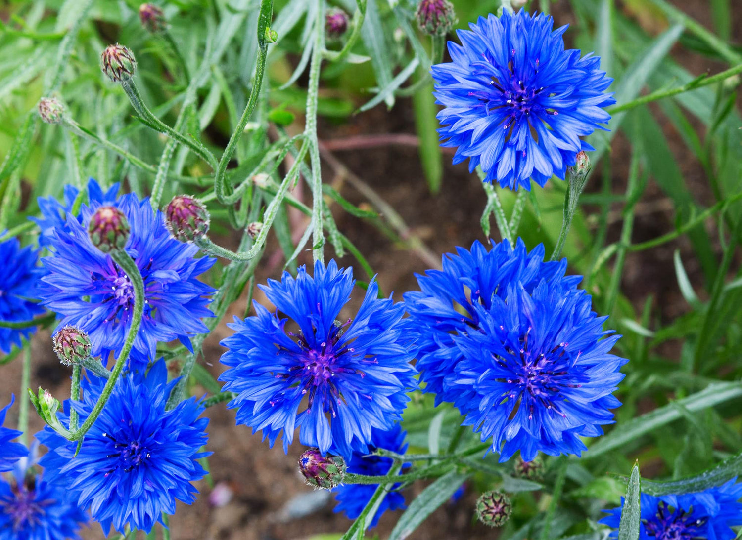 200 Dwarf Bachelor Button Seeds for Planting - Heirloom Non-GMO USA Grown Cornflower Seeds for Planting - Centaurea Cyanus Ships from Iowa, USA