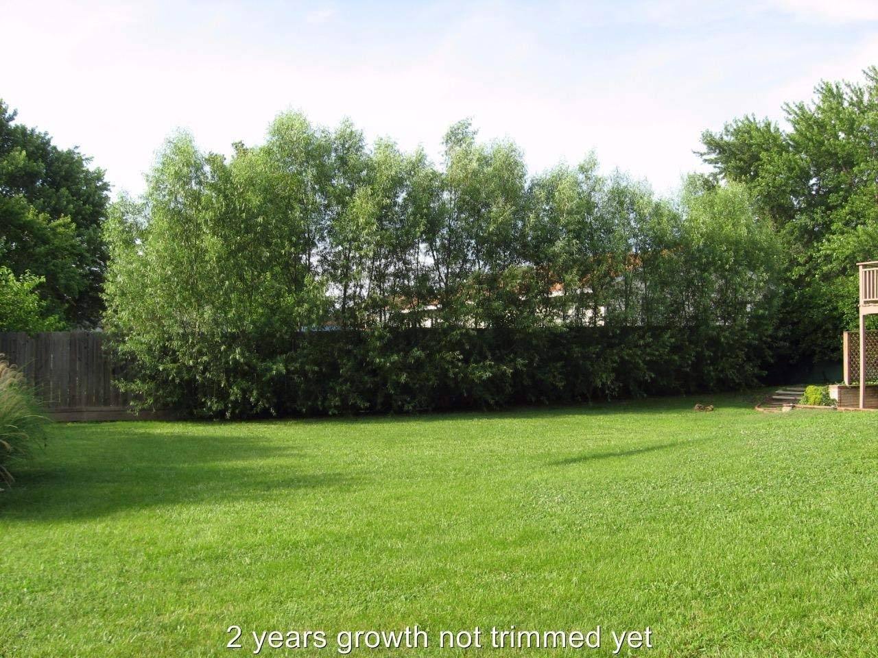 26 Hybrid Willow Trees - Ready to Plant - Fast Growing Shade Tree - 26 Indoor/Outdoor Live Tree Plants