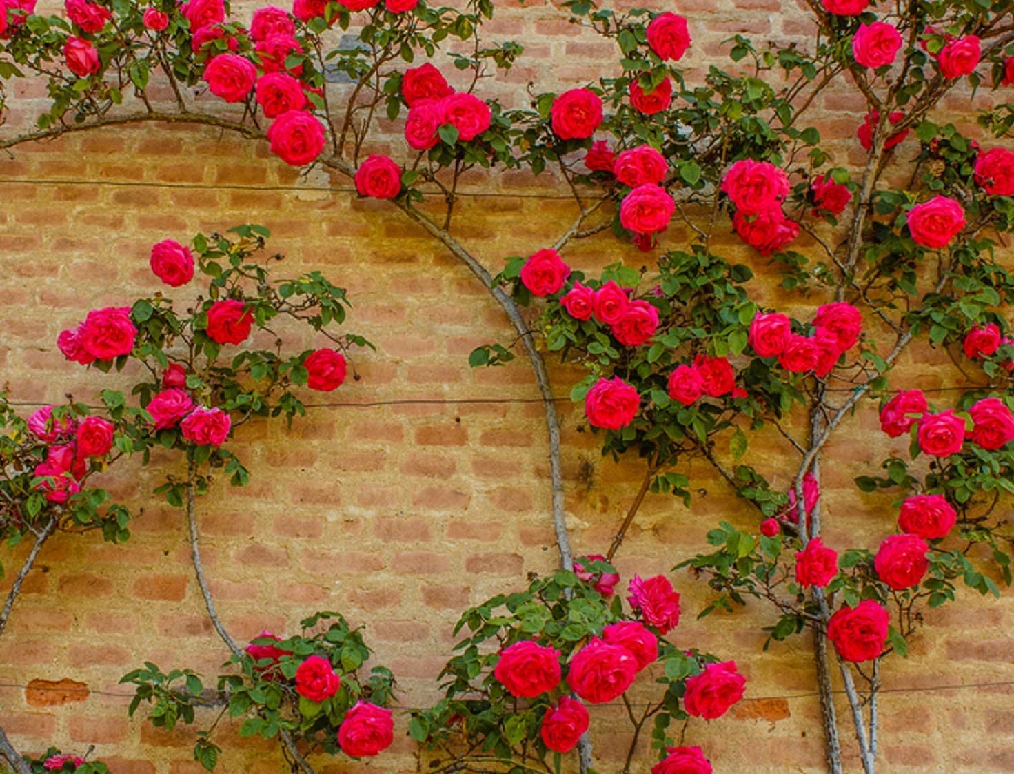 100 Climbing Rose Vine Seeds - Amazing Growth and Beautiful Roses - Great for Trellis or Wall Growing
