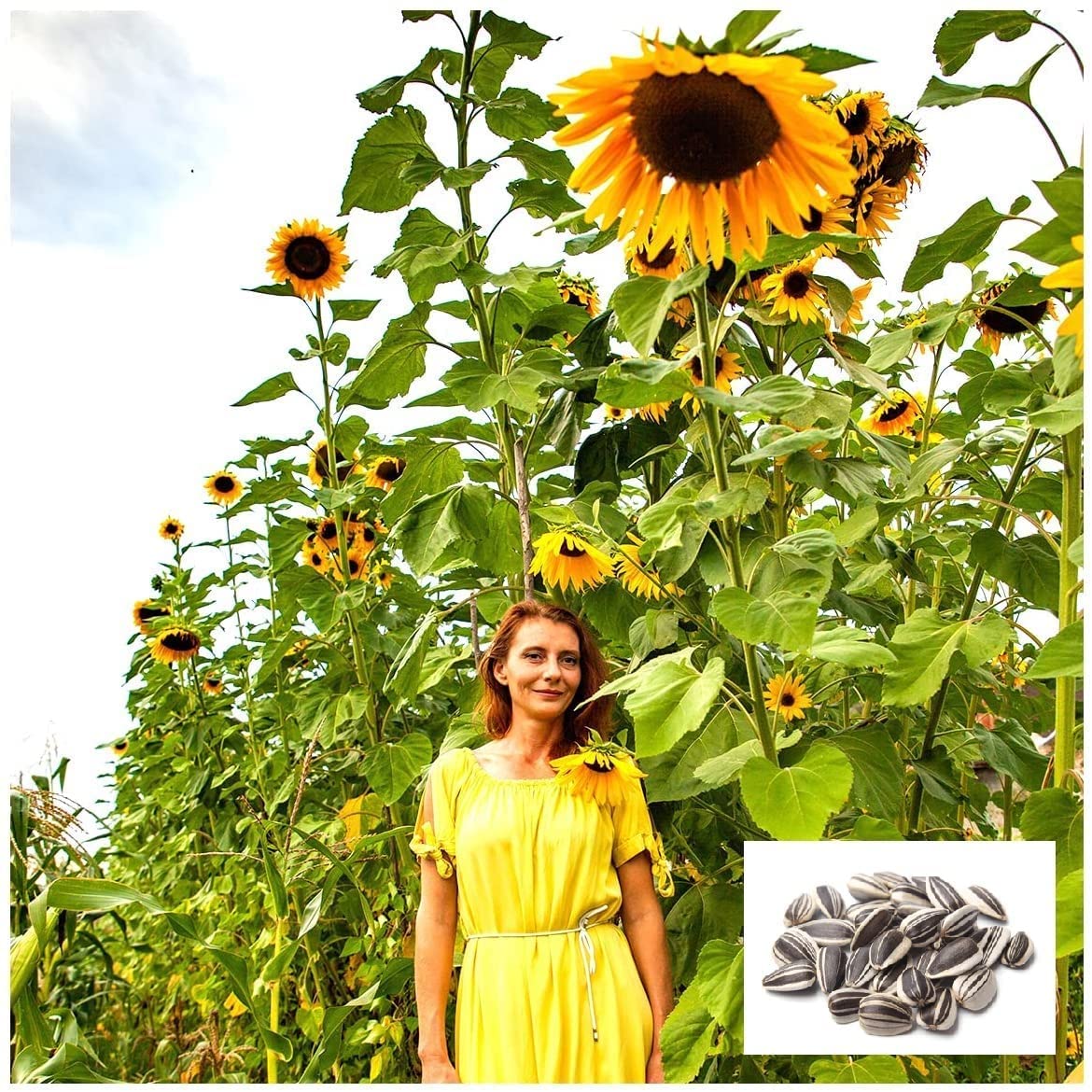 Skyscraper Sunflower Seeds for Planting | 100+ Seeds | Huge 15-20 feet Tall with Giant Sunflowers | Made in USA, Ships from Iowa