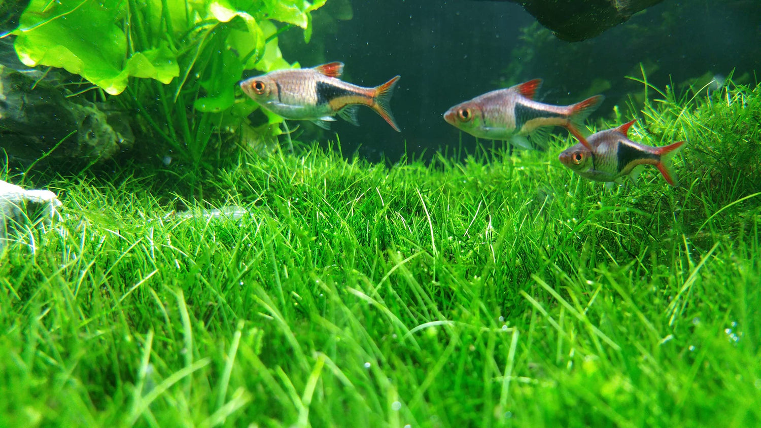 Aquarium Water Grass Seeds for Fish Tank | 100+ Seeds | Decoration Creates Lush Green Carpet, Dwarf Aquarium Grass, Small Cow Hair Grass Seeds