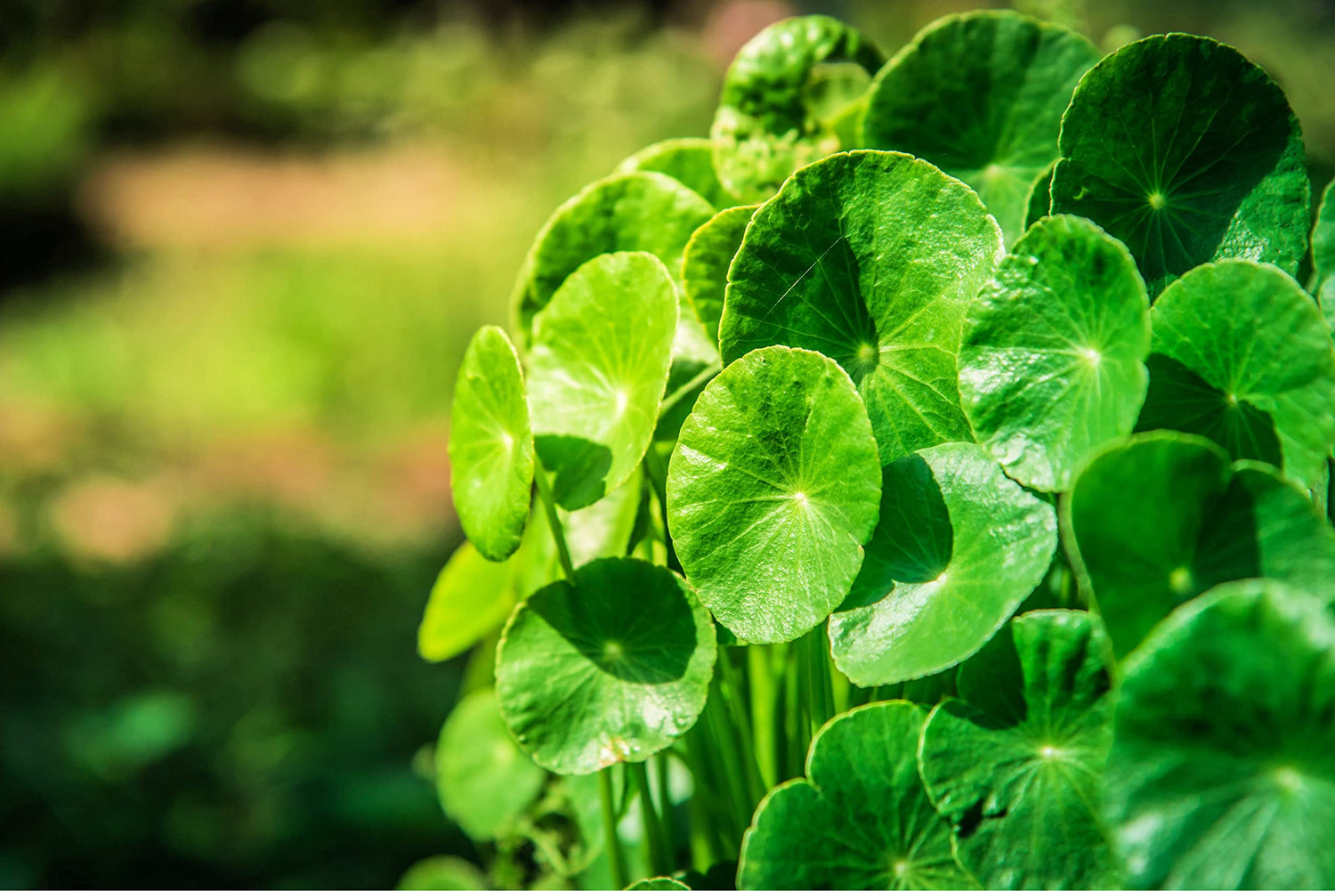 Gotu Kola Seeds for Planting (50 Seeds) - Centella asiatica, Pennywort
