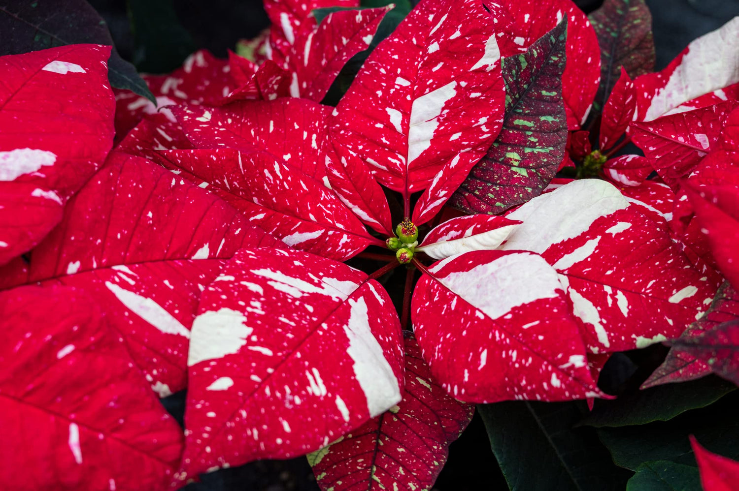 Rare Live Variegated Poinsettia in 6 Inch Pot - Great Holiday Gift, Classic Christmas Decor, Xmas Flower, Easy Care Vibrant Live Plant
