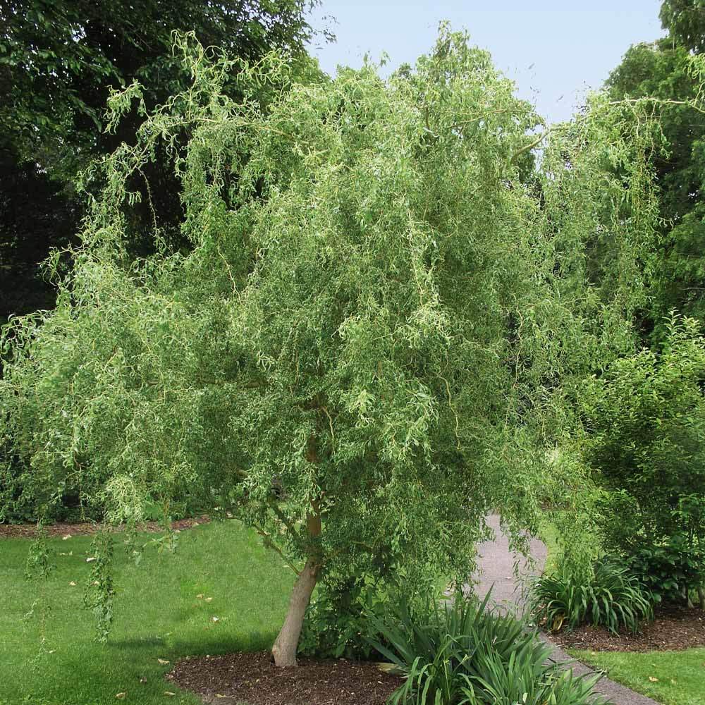 Gold Weeping Curly Willow Tree Cutting - Rarest of all Willows - Grow This Exotic Weeping Curly Willow Tree - Excellent Live Bonsai Tree