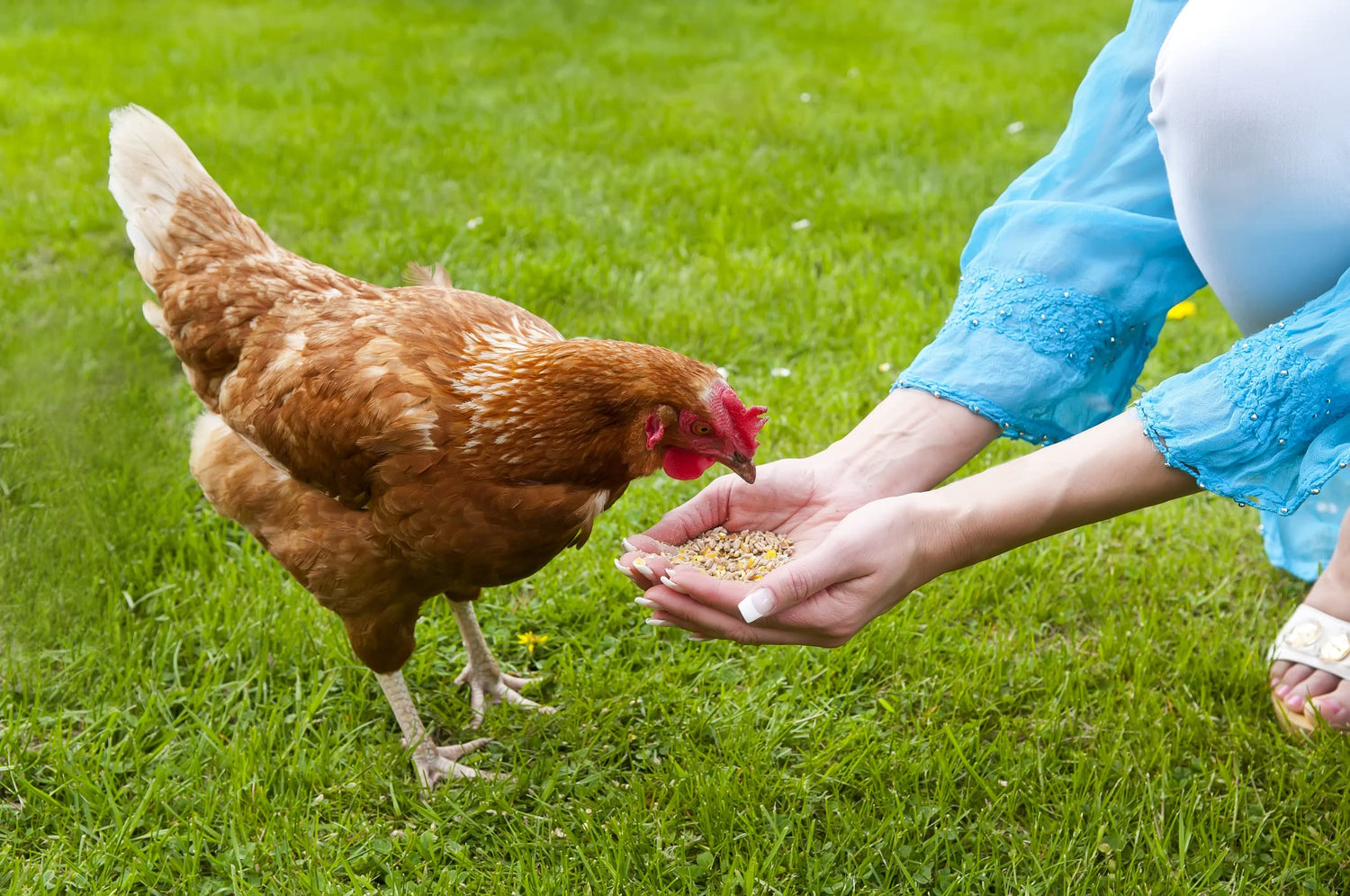 CZ Grain Tasty Layer Feed for Hens - Bite Size Pellets