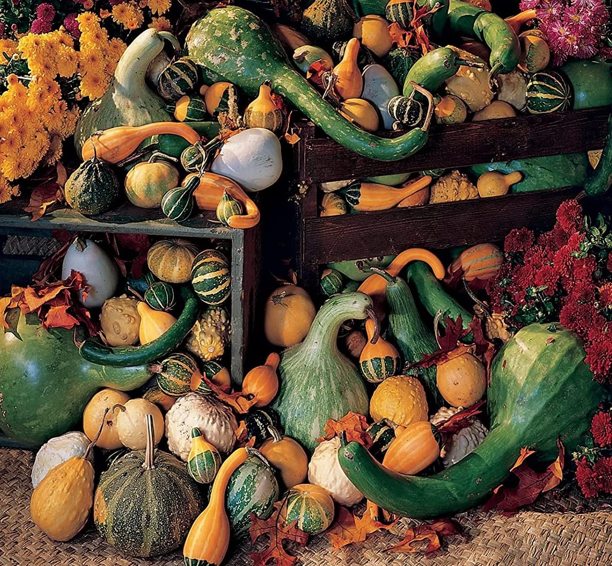 Large Gourd Mix Seeds for Planting - 25 Seeds - Favorite Assortment of Giant Gourds to Grow