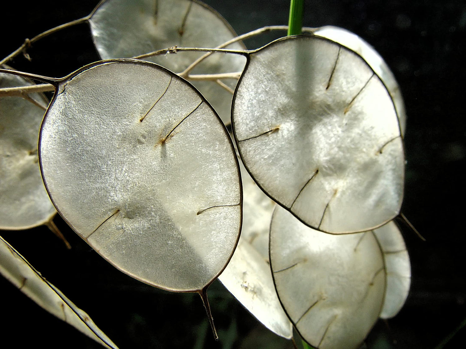 Money Plant Seeds for Planting - 50 Seeds - Lunaria Biennis - Honesty Plant, Grow Silver Dollars
