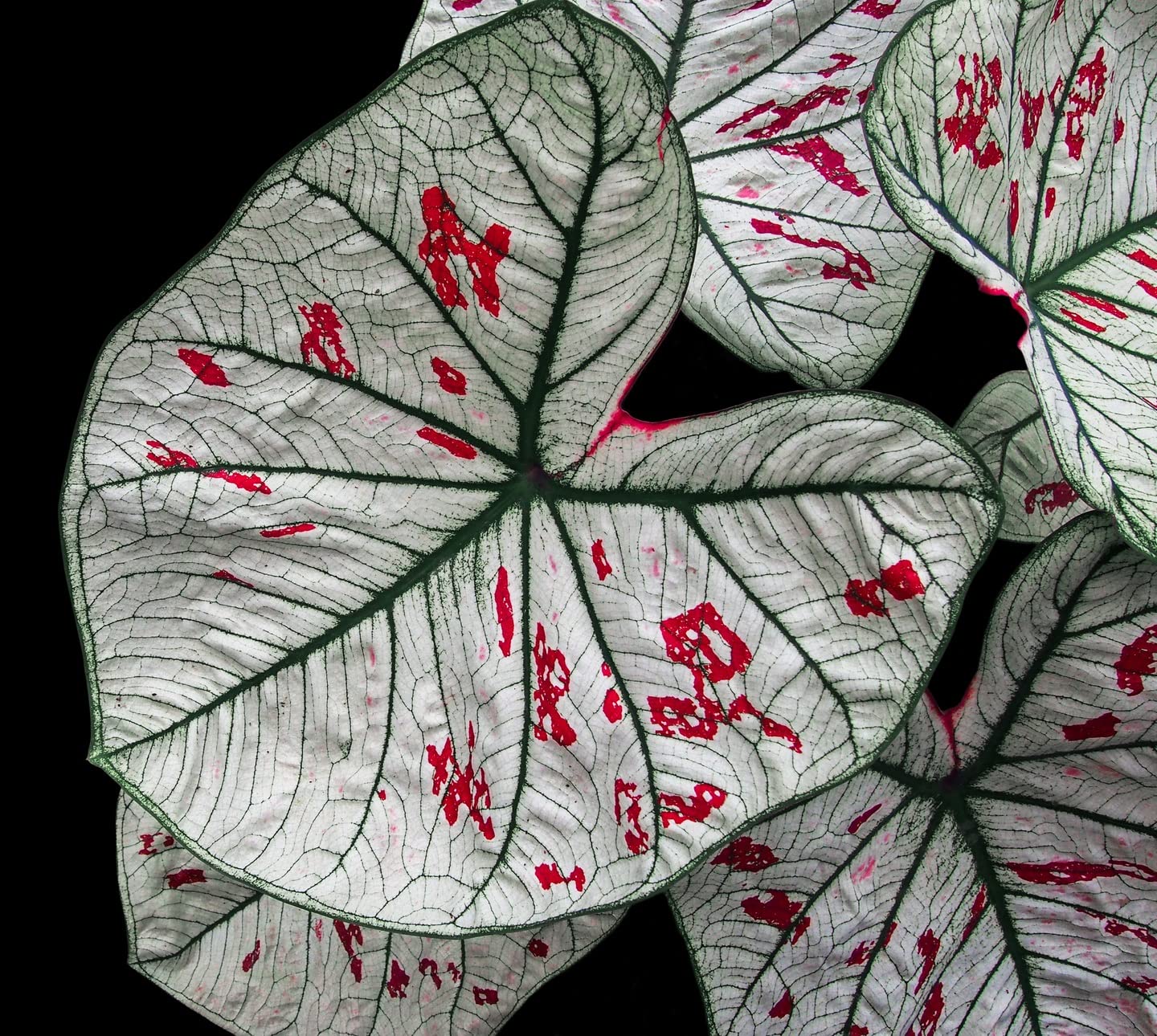 Variegated Caladium Bulb for Planting - Easy & Fast Growing Indoor or Outdoor Plants