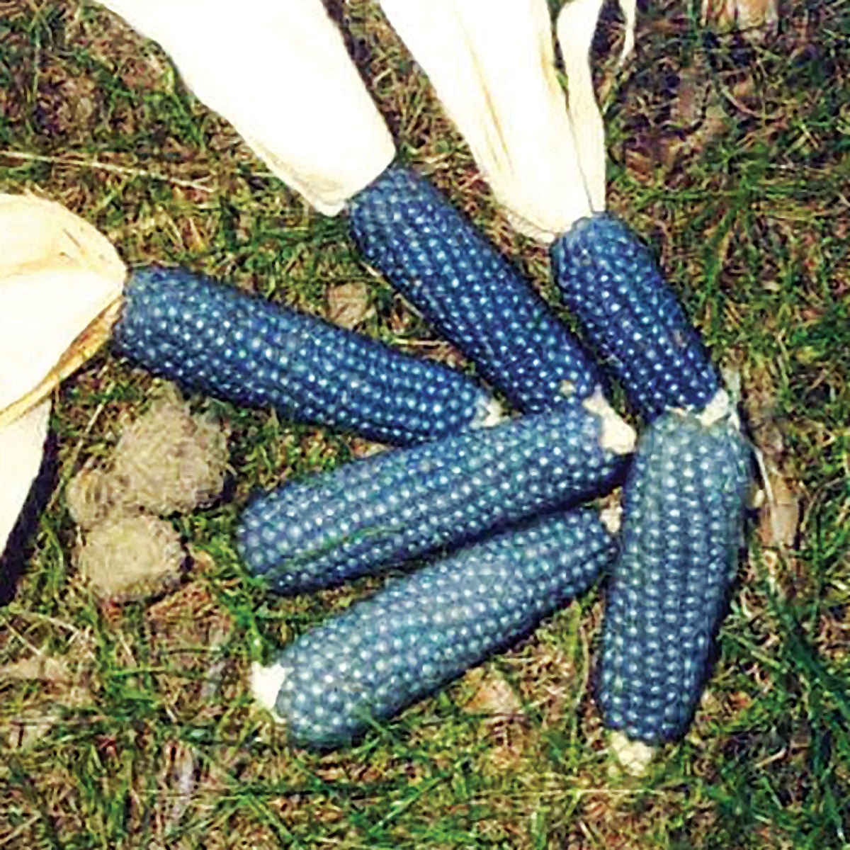 Miniature Blue Popcorn Seeds for Planting - 25 Seeds per Packet