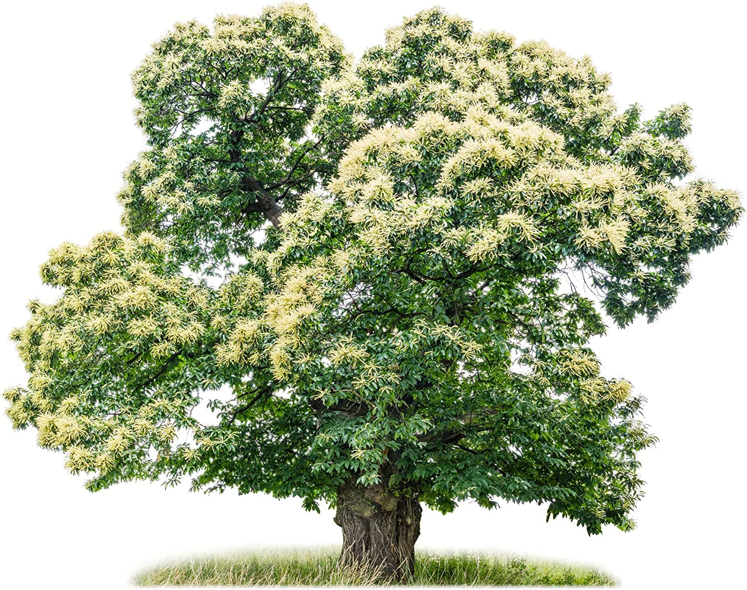 Horse Chestnut Seeds for Planting - Amazing and Exotic Fruit Tree