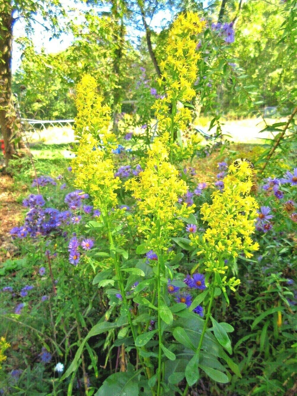 Showy Goldenrod Seeds Perennial American Native Wildflower Butterflies Bees jocad (100+ Seeds)