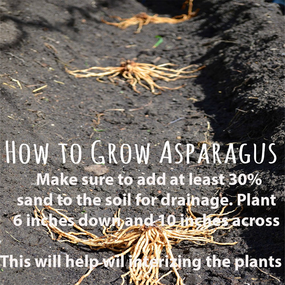 Purple Passion 5 Live Asparagus Bare Root plants-2yr-crowns from Hand Picked Nursery
