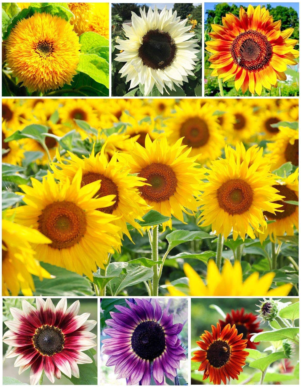 100+ Colorful Mix, Sunflower Seed for Planting - (Helianthus annuus) Non-GMO Seeds - Made in USA