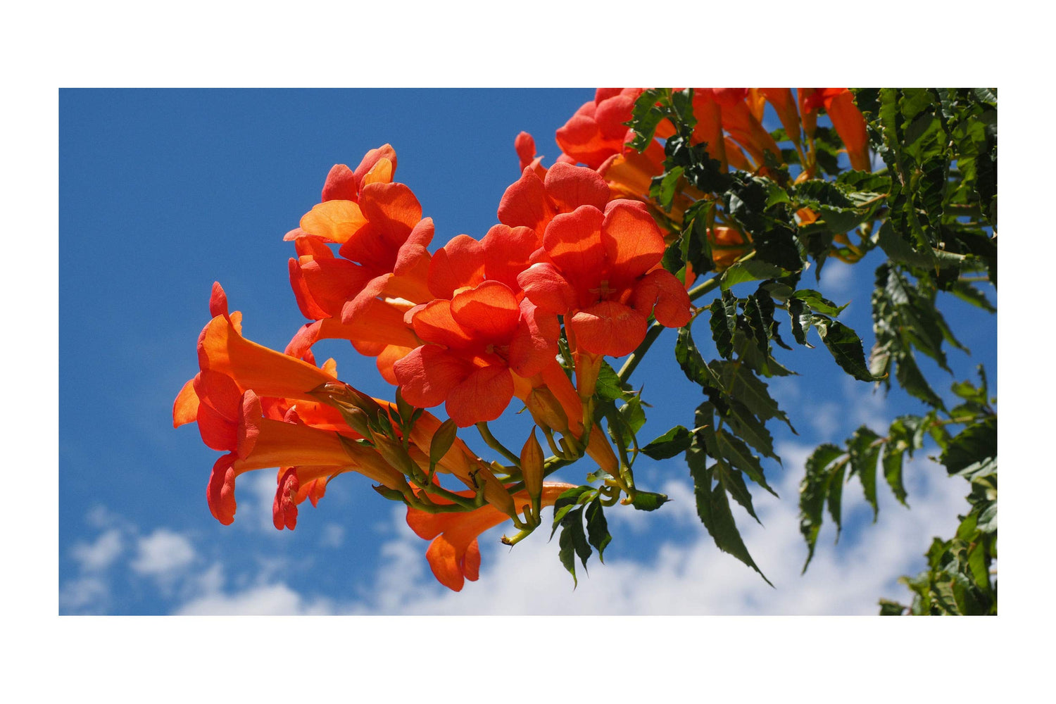 Campsis radicans 10 Seeds Trumpet Vine Hummingbird Vine Orange Trumpet-Shaped Flowers Drought Tolerant Ornamental Plant Zones 5+