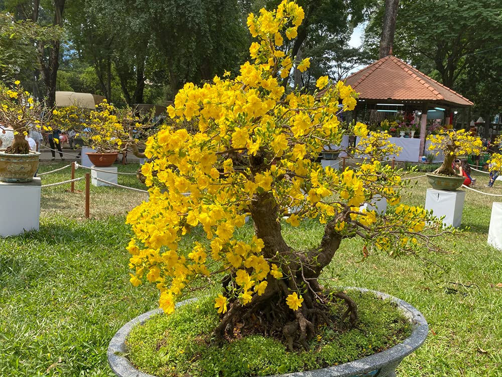 Flowering Apricot Bonsai Tree Seeds - 3 Large Seeds for Planting - Stunning Yellow Flowers and Fruit Bearing.
