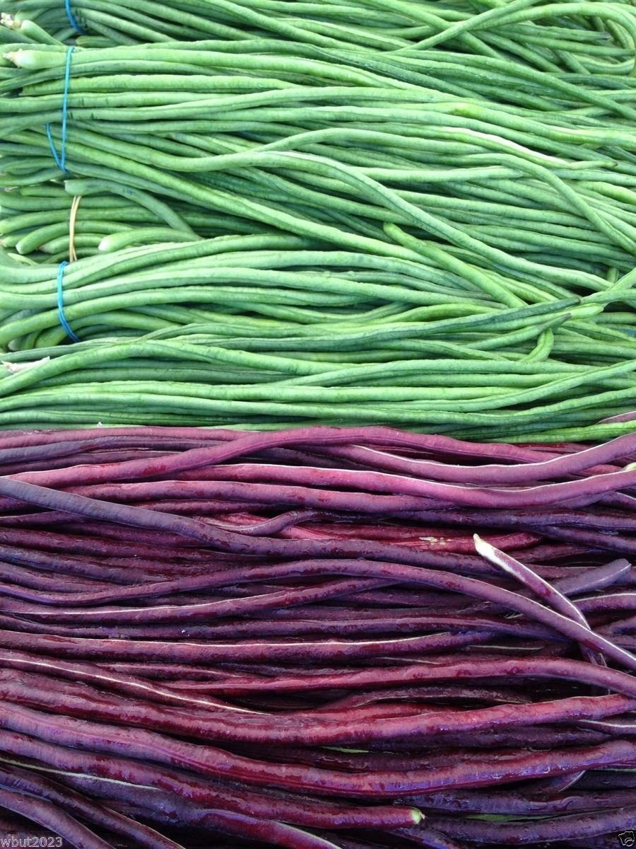 Yard Long Bean, Mix Seed (Vigna unguiculata subsp sesquipedalis) Red & Green(10 Seeds)