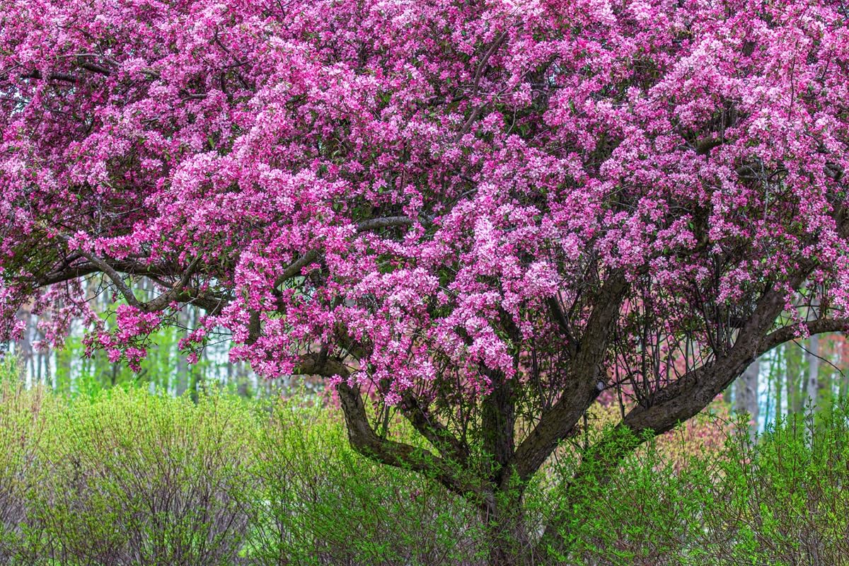 Zumi Crabapple Tree Seedlings for Planting - Grow Fruit Trees