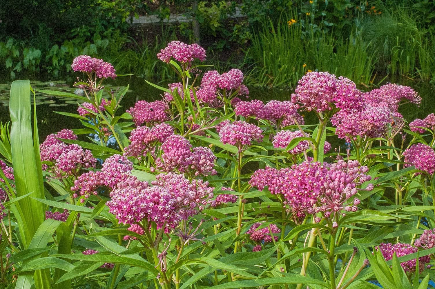 VANCEFELKEL Swamp Milkweed Seeds for Monarch Butterflies 200 Pcs Swamp Milkweed Seeds for Planting (Asclepias Incarnata)