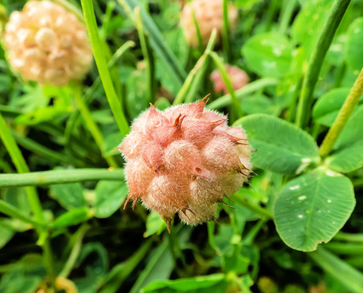 Strawberry Clover Seeds for Planting - Trifolium fragiferum - Strawberry Shaped Clover Flowers