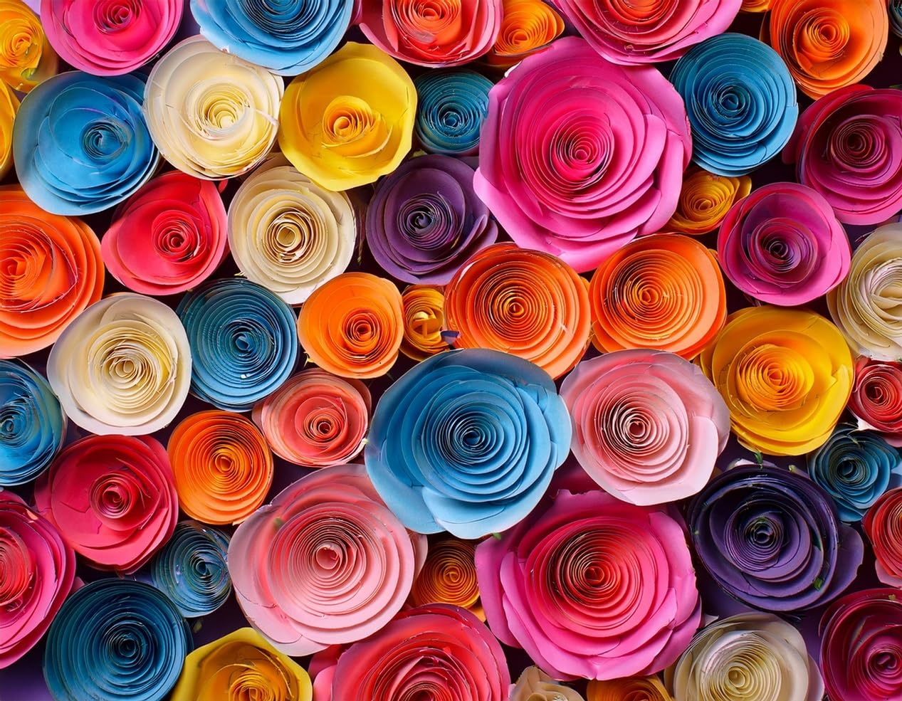 Rainbow Ranunculus Bulbs Big Pack for Planting - Amazing Spring and Summer Blooms Make Ranunculus a Garden and Container Favorite! (100 Bulbs)