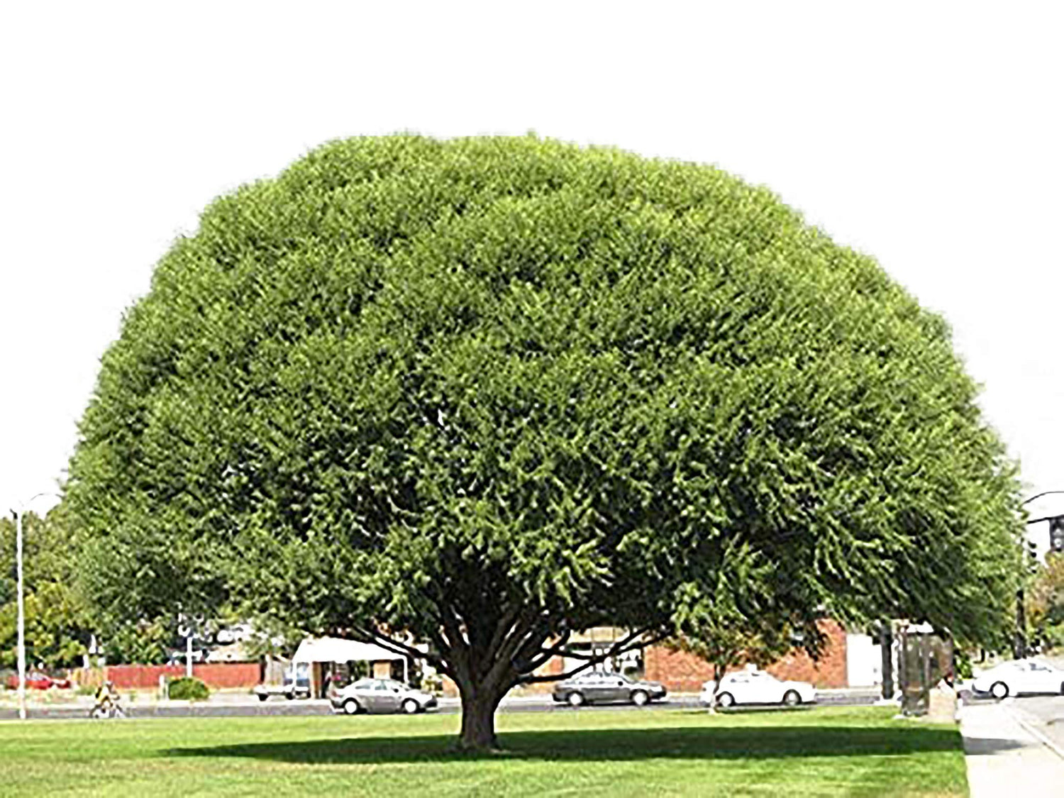 4 Globe Willow Trees - Shade or Privacy Tree - Fast Growing 