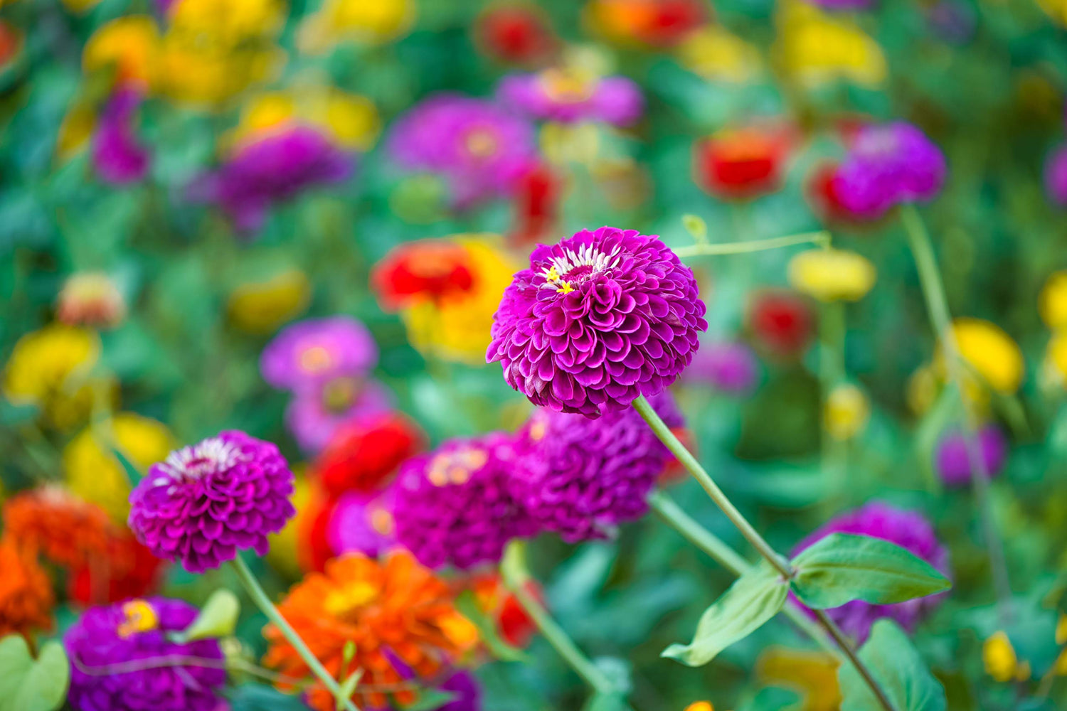 Exotic Early and Often Blooming Mix Zinnia Seeds for Planting - Approx. 200 Seeds - Vibrant Colors Bloom Early and Often, All Season