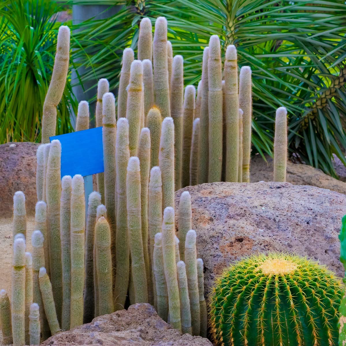 50 Silver Torch Cactus Seeds - Cleistocactus strausii Cacti Seeds - Ships from Iowa, USA - Grow Exotic Succulent Cacti Bonsai