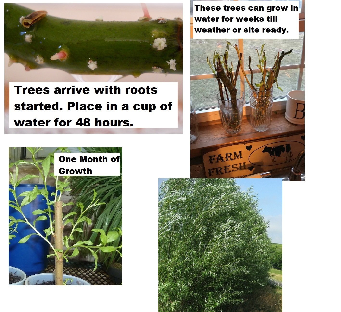 4 White Willow Trees - Rare and Unique Live Tree Plants - White Leaves