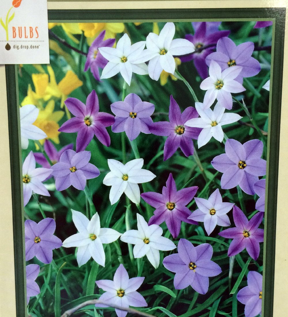 Starflowers Mix 15 Bulbs 4/+ cm Bulbs - Very Hardy - Ipheion uniflorum