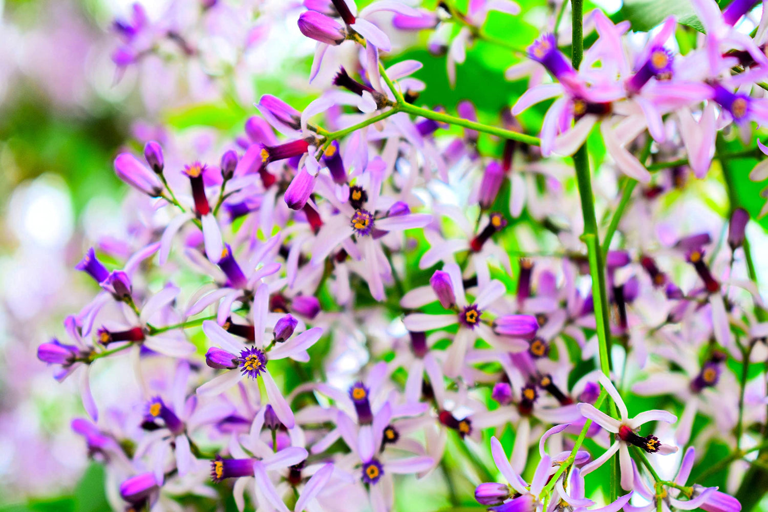 20 Chinaberry Tree Seeds for Planting - (Melia azedarach) Chinaberrytree, Pride of India, Chinaberry, Persian Lilac, Bead Tree