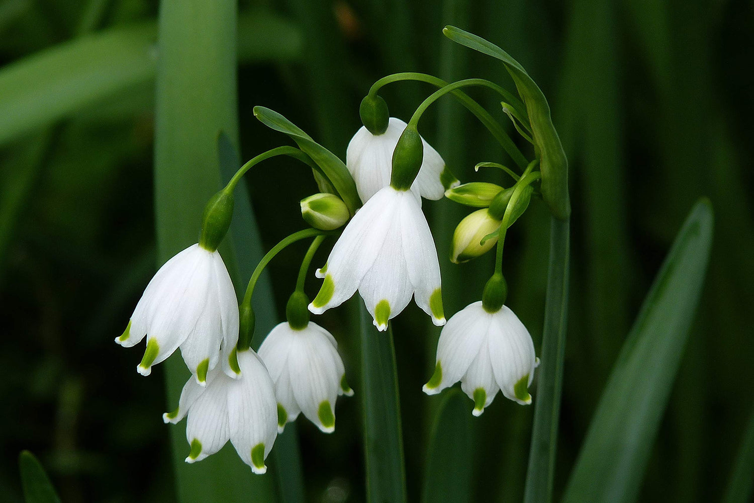P.J. Rotteveel Leucojum Aestivum Bulb, Pack of 12