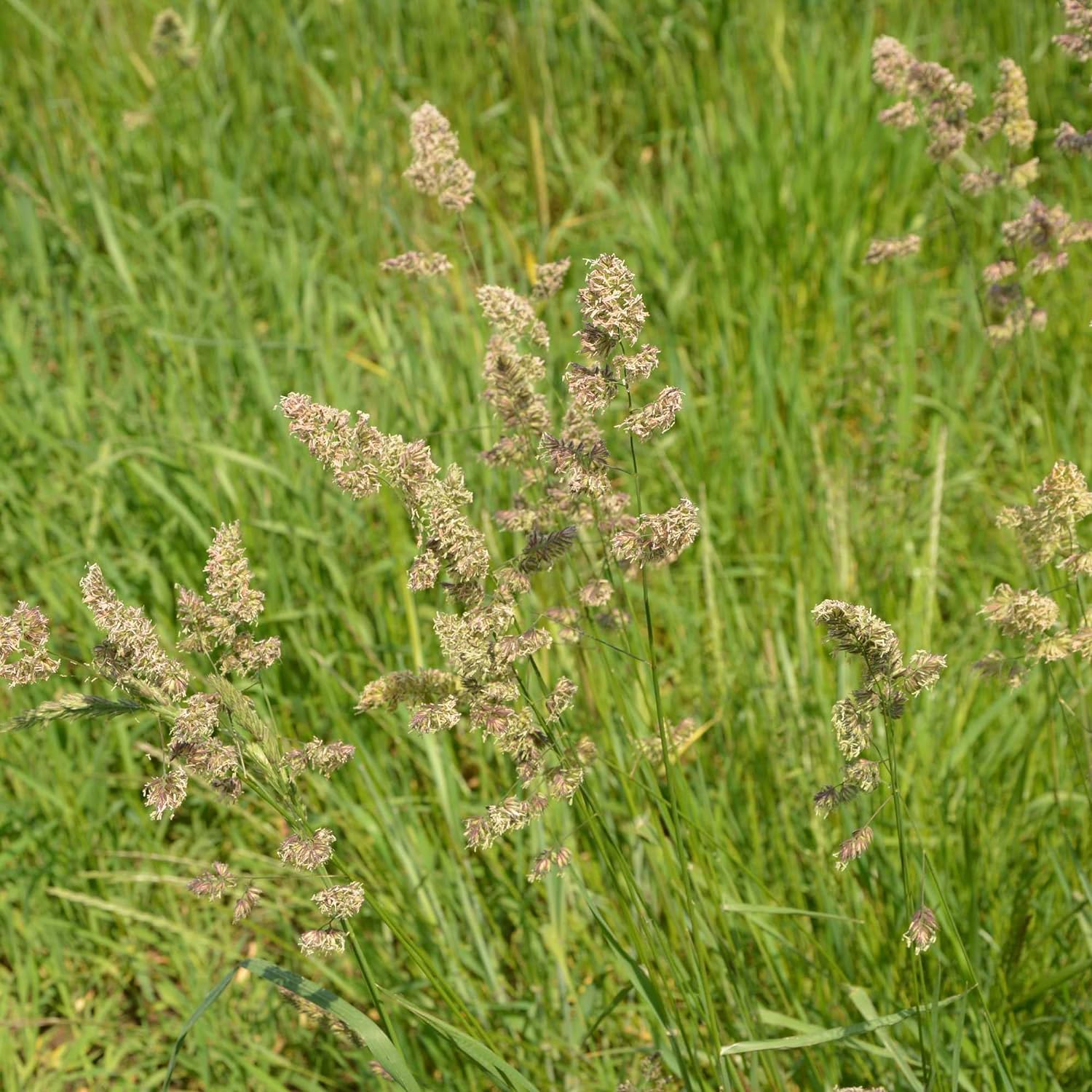 Orchard Grass Seesd for Planting - Potamac Orchardgrass