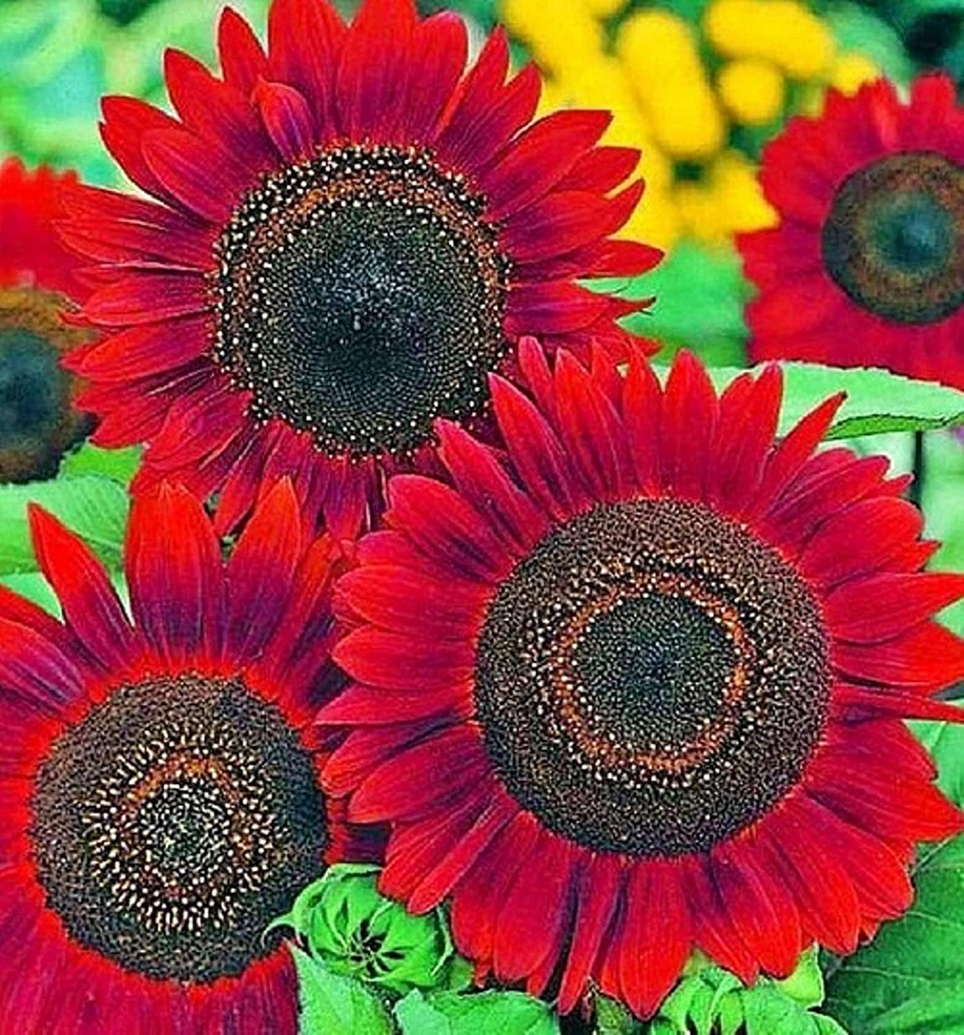Sunflower Seeds for Planting (50 Seeds per Packet) - Easy to Grow a Diverse Sunflower Garden
