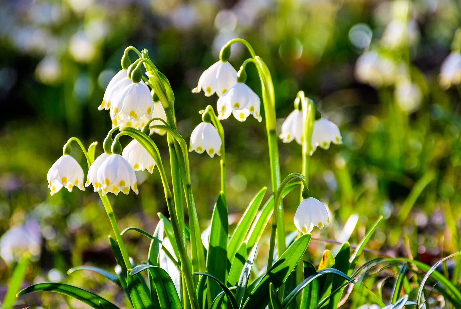 Lily of The Valley Bulbs for Planting - Stunning White Weeping Flowers - Fresh Leucojum Bulbs to Grow