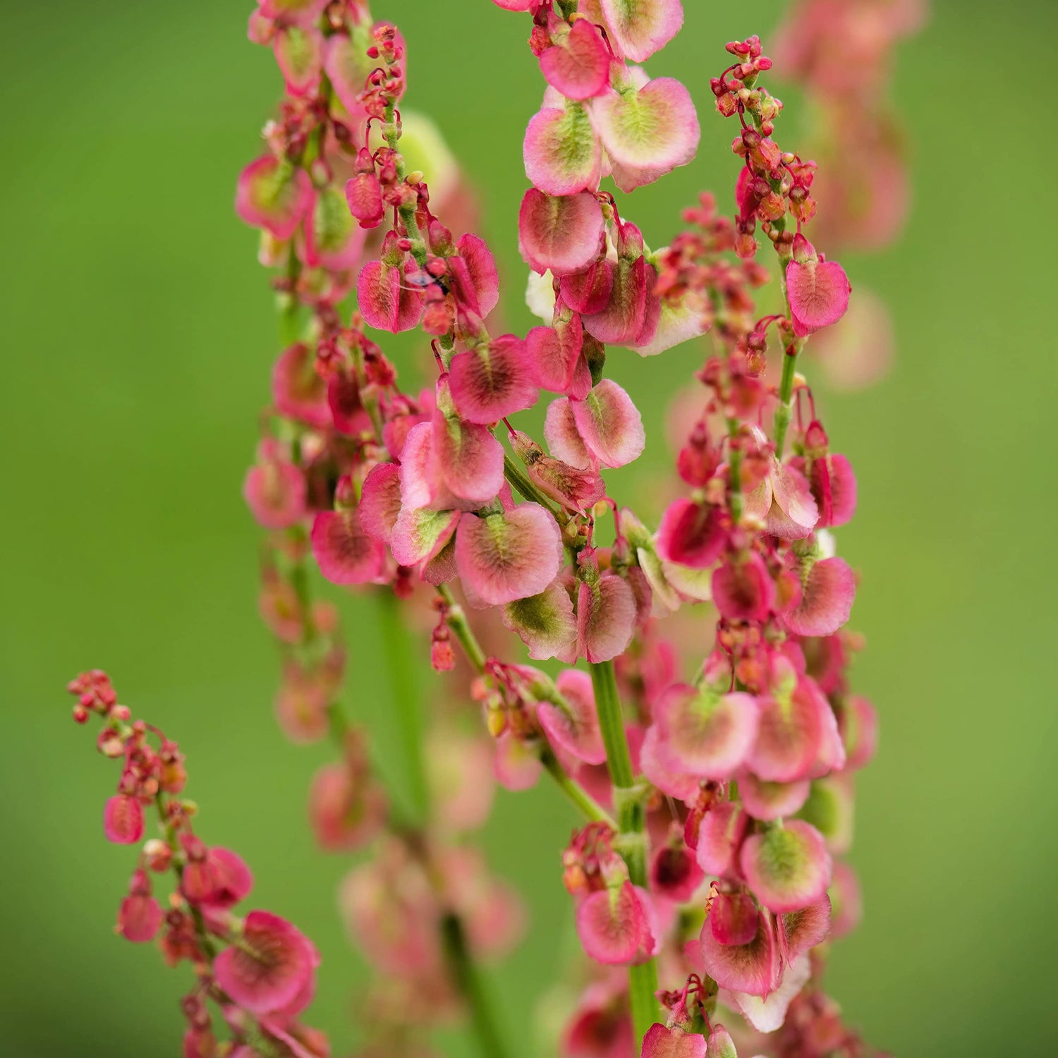 Curly Dock Seeds for Planting (50 Seeds) - Rumex crispus, Great for Bouquet or Garden Color
