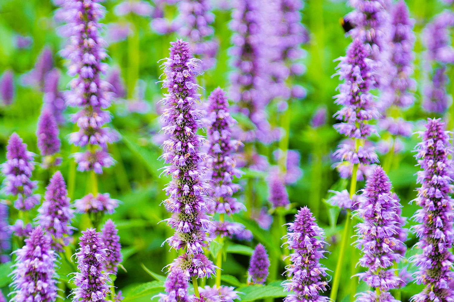 Anise Hyssop Seeds for Planting (200 Seeds) Stunning Wildflowers - Agastache foeniculum